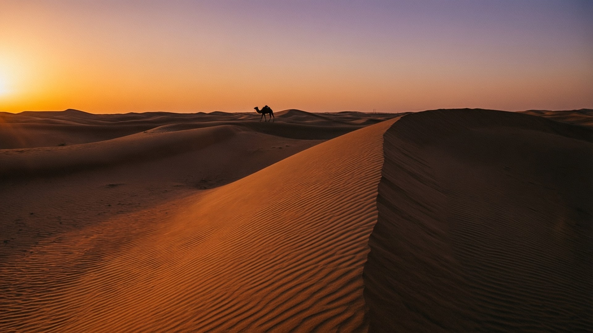 Registan Desert Sunset 壁紙 — 一隻駱駝的孤獨剪影走過金色沙丘，夕陽以溫暖的橙色和紫色色調落下。
