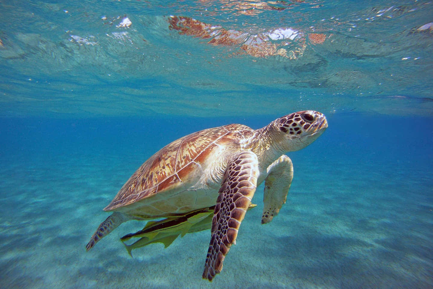  壁紙 — 一隻綠海龜在沙質海床上方清澈的碧綠海水中優雅地滑行。