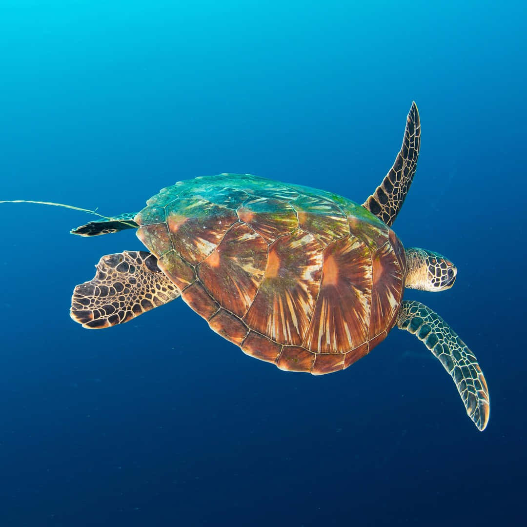  壁紙 — 一隻綠蠵龜在清澈湛藍的海水中優雅地滑行，陽光從上方穿透而下。