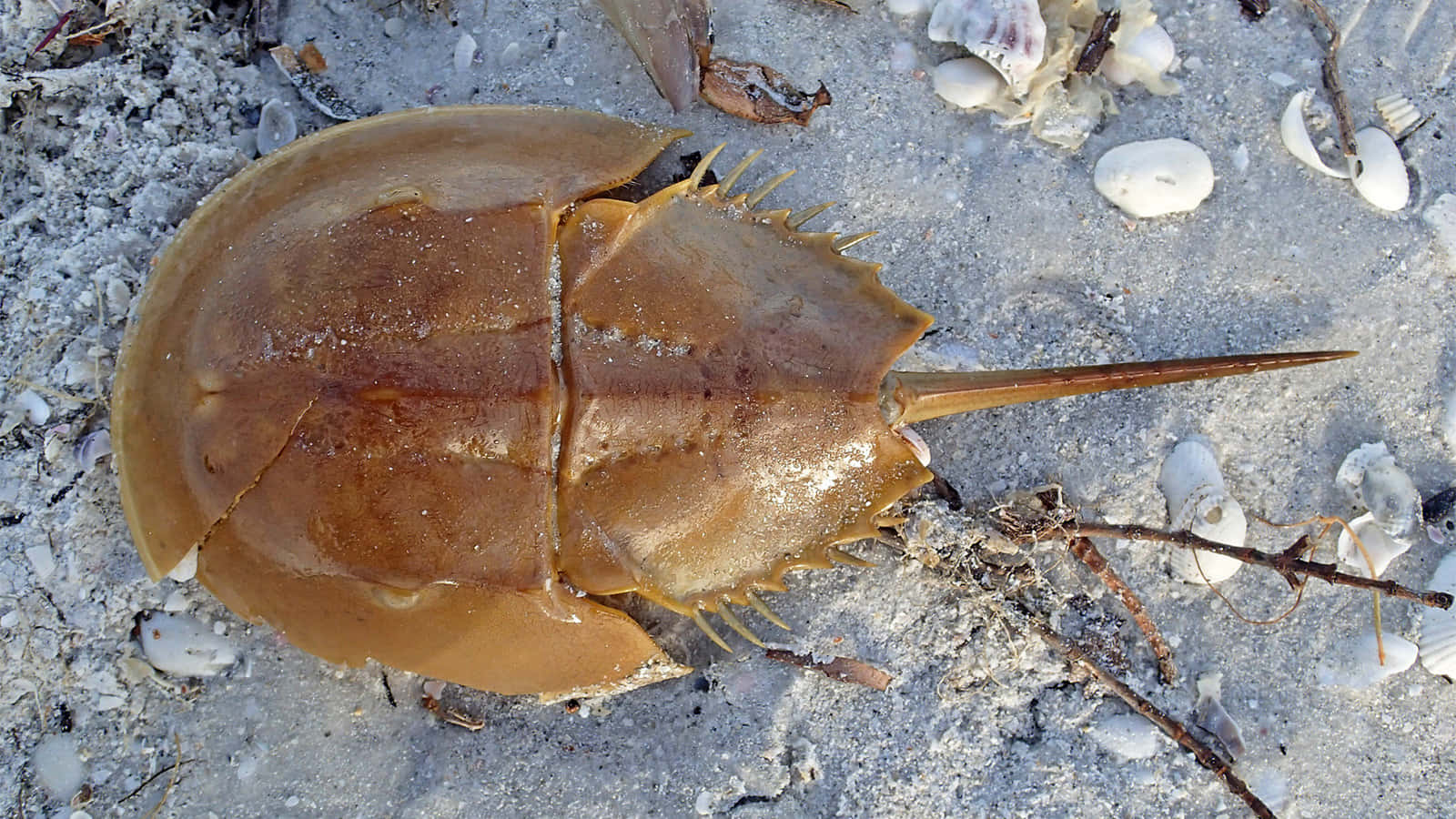 Horseshoe Crab 桌布 壁紙 — 一隻馬蹄蟹在陽光明媚的沙灘上休息，沙灘上散落著貝殼和浮木。