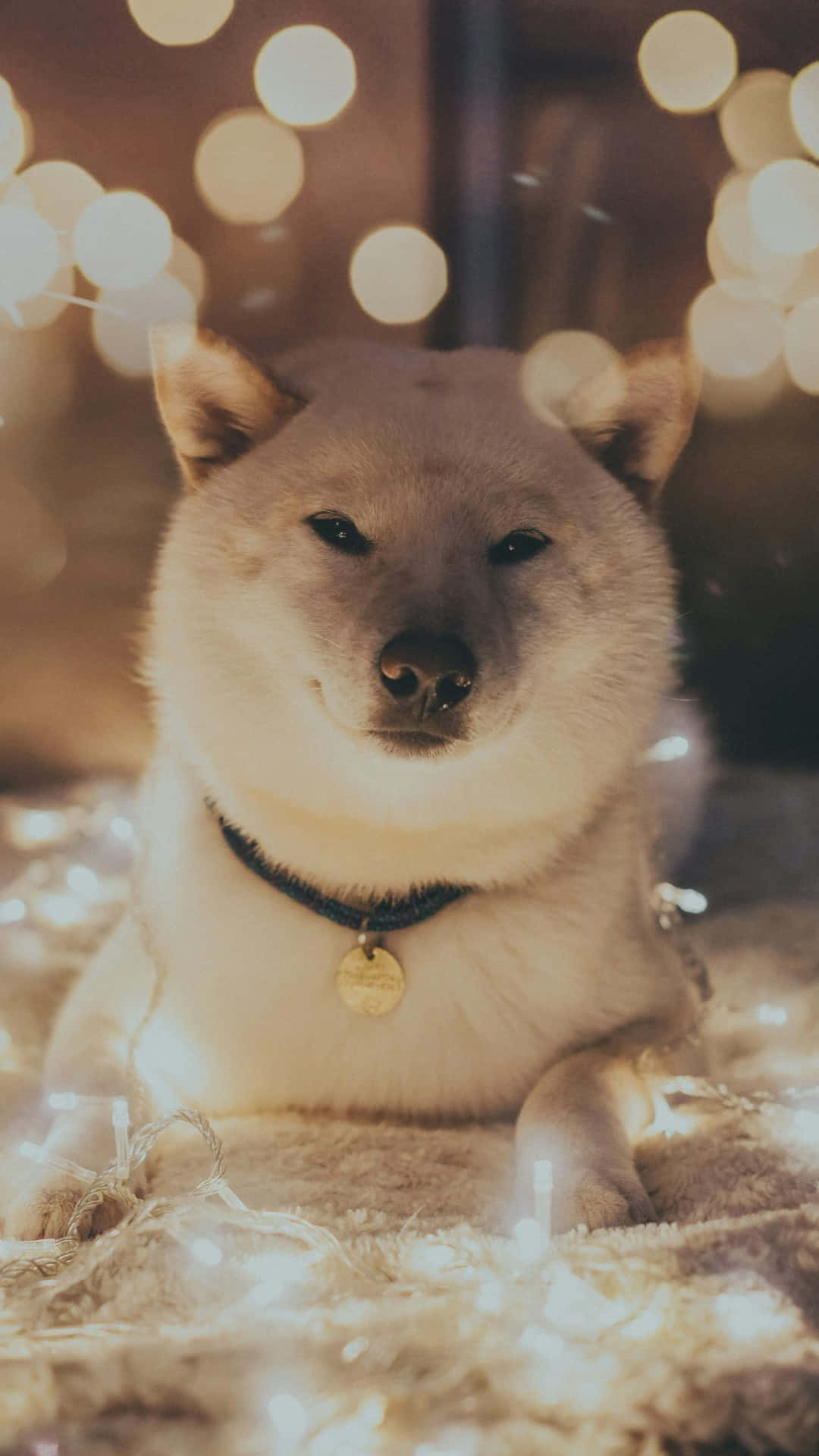  壁紙 — 一隻毛茸茸的白色柴犬平靜地坐在閃爍的仙女燈中，背景是柔和的散景。