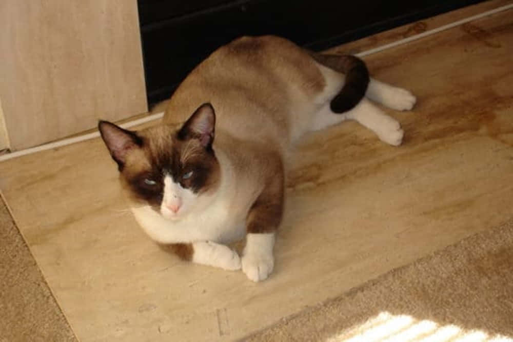 Snowshoe Cat 桌布 壁紙 — 一隻毛茸茸的雪鞋貓，臉部和爪子顏色較深，在淺色木地板靠近門口處休息。