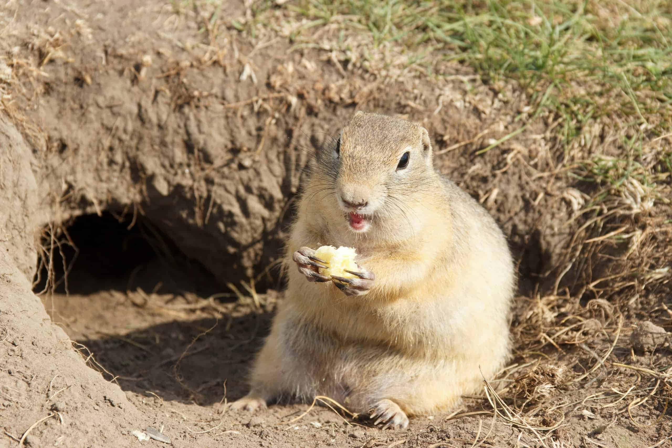 Gopher 桌布 壁紙 — 一隻毛茸茸的地松鼠坐在洞穴旁，在明亮的陽光下啃著一塊水果。