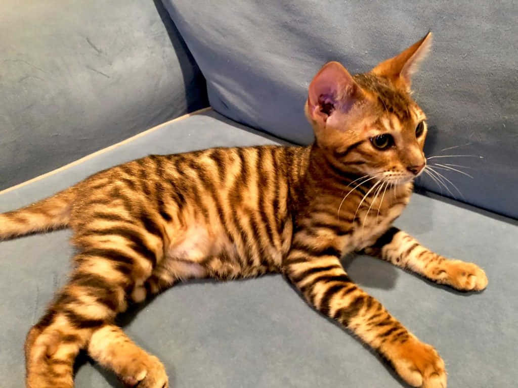 Toyger 桌布 壁紙 — 一隻年輕的孟加拉貓，帶有引人注目的金色條紋，放鬆地躺在柔軟的藍色沙發墊上。