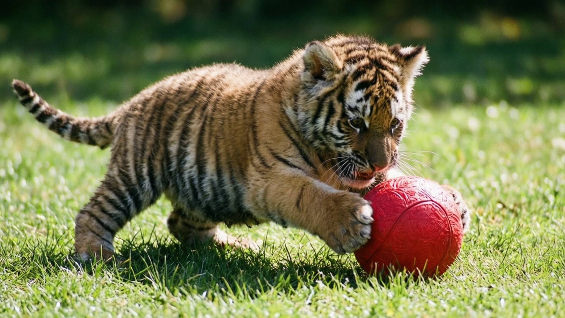 Playful Cub 壁紙 — 一隻年幼的老虎幼崽在陽光明媚的草地上撲向一個鮮紅色的球。