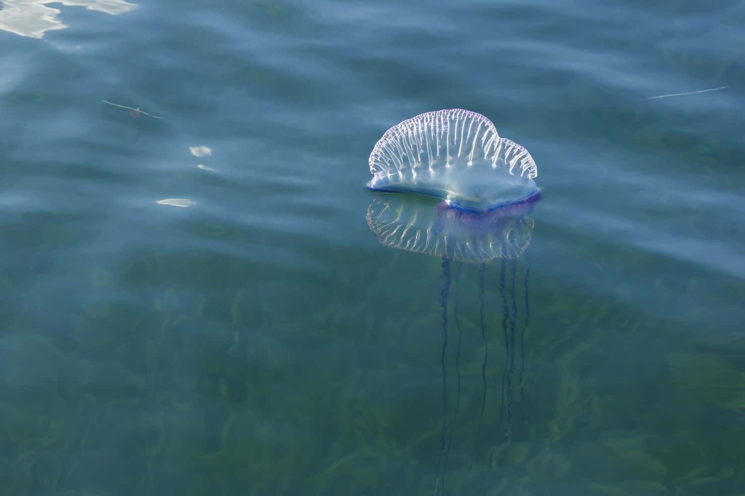  壁紙 — 一隻葡萄牙戰艦水母平靜地漂浮在平靜的藍綠色水面上，下方拖著精緻的紫色觸手。