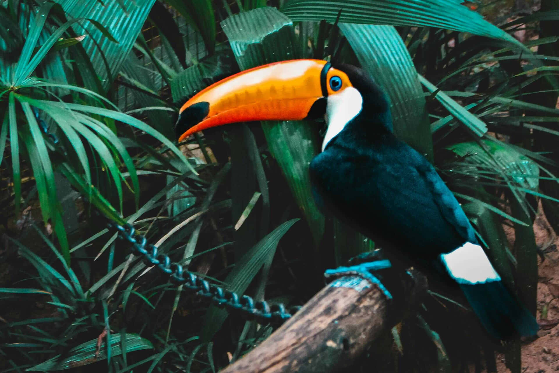  壁紙 — 一隻色彩鮮豔、擁有橙色喙的巨嘴鳥棲息在茂密綠色熱帶植物中的樹枝上。