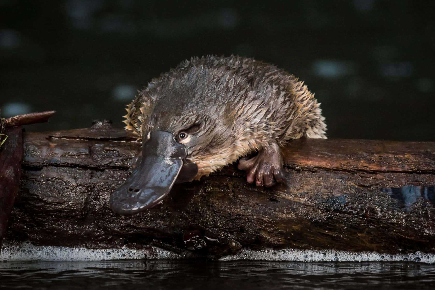 Platypus 桌布 壁紙 — 一隻濕漉漉的鴨嘴獸在水邊長滿苔蘚的木頭上休息，背景柔和模糊。