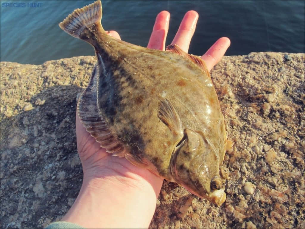  壁紙 — 一隻手在陽光明媚的岩石海岸線前，拿著一條有斑駁棕色和綠色鱗片的比目魚。