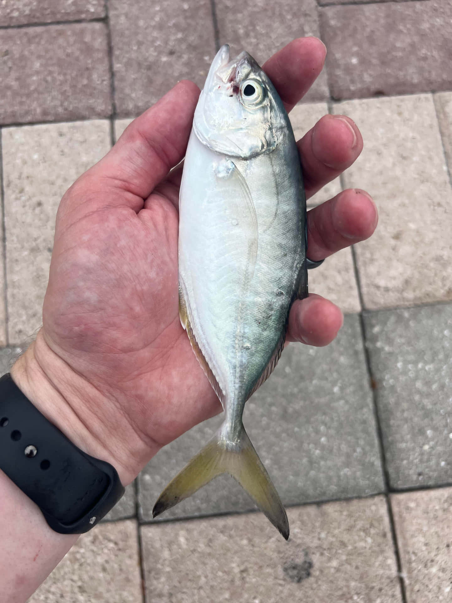  壁紙 — 一隻手拿著一條剛捕獲的銀色魚，魚尾黃色，背景是瓷磚鋪砌的地面。