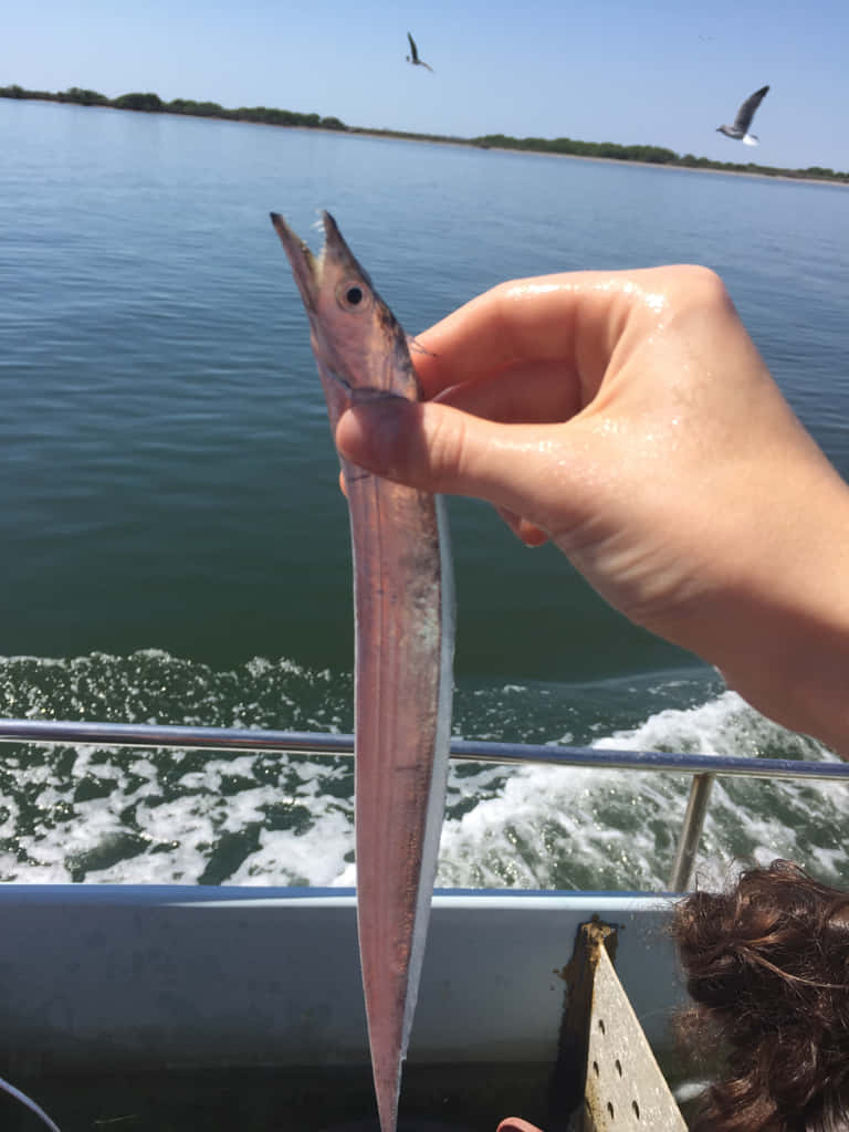  壁紙 — 一隻手拿著一條長而纖細的魚，魚嘴張開，背景是平靜的水面和飛翔的鳥兒。
