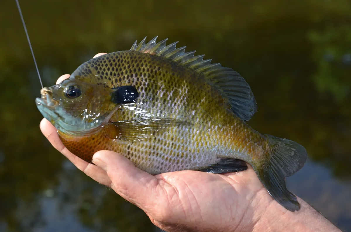  壁紙 — 一隻手拿著一條剛捕獲的翻車魚，魚身有斑點鱗片和深色眼睛，背景是模糊的水面。