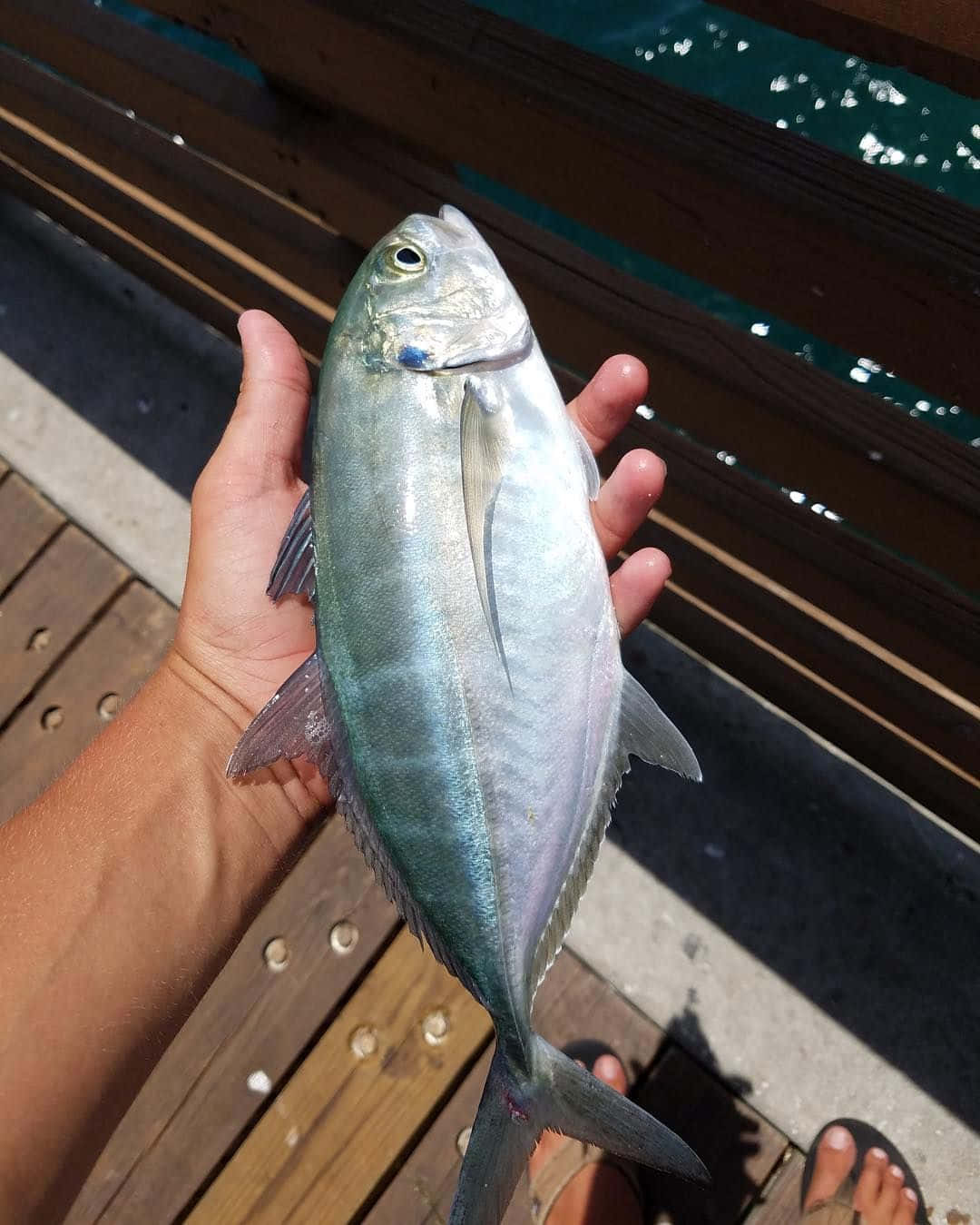  壁紙 — 一隻手拿著一條剛捕獲的銀色魚，藍色眼睛，背景是木碼頭和藍綠色水。