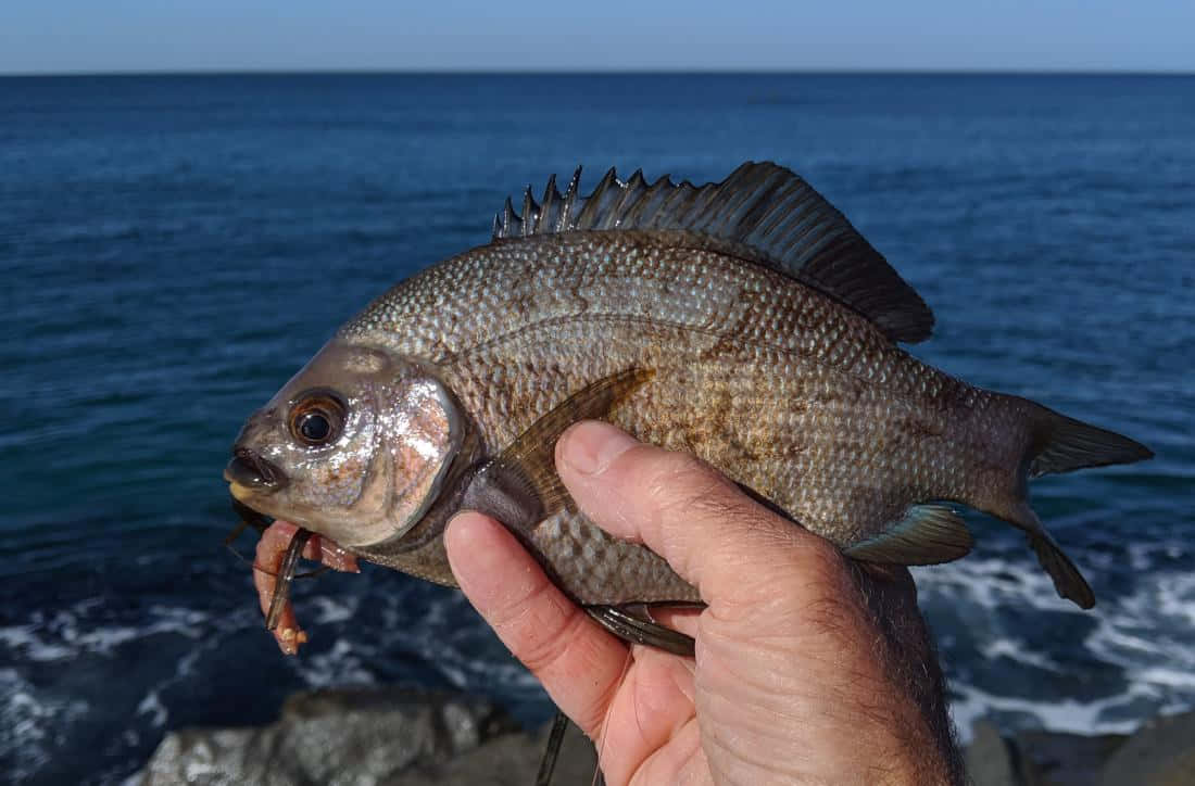  壁紙 — 一隻手拿著一條剛捕獲的魚，背景是深藍色的海洋和岩石海岸。