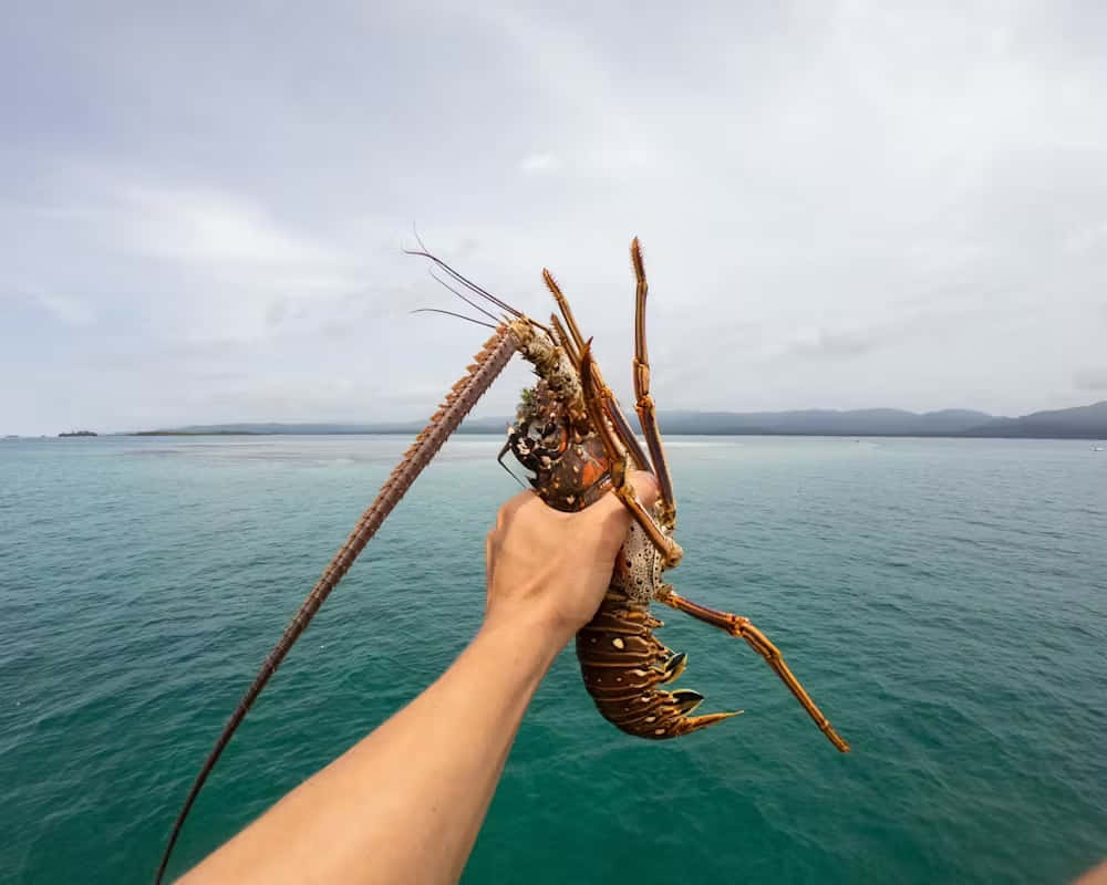  壁紙 — 一隻手拿著一隻多刺的大龍蝦，背景是藍綠色的海洋和遠處朦朧的山脈，天空多雲。