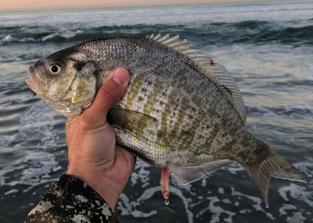  壁紙 — 一隻手拿著一條剛捕獲的銀色魚，帶有綠色斑點，背景是日落時分的海浪。