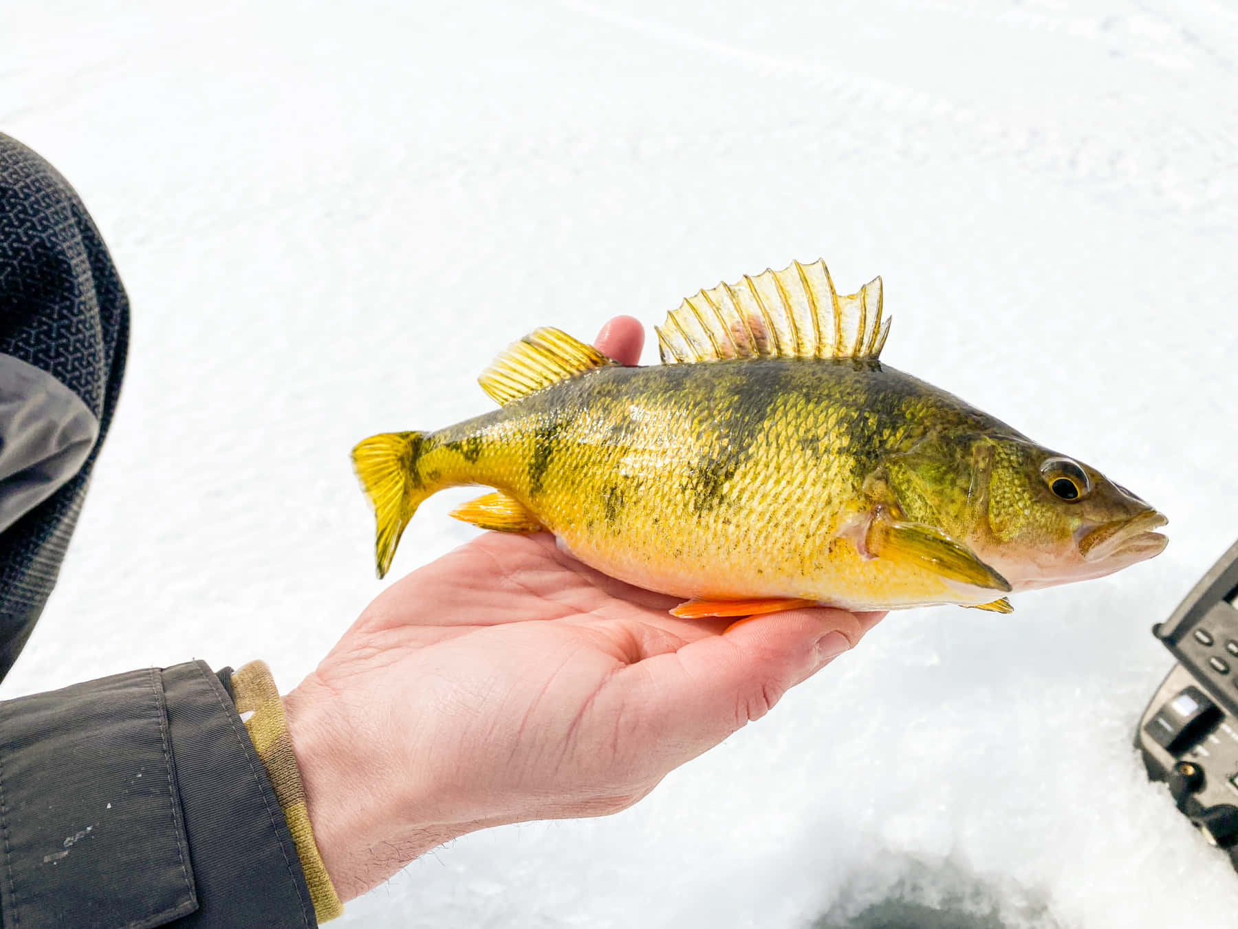  壁紙 — 一隻手在雪地冰釣背景下拿著一條鮮黃色的鱸魚。