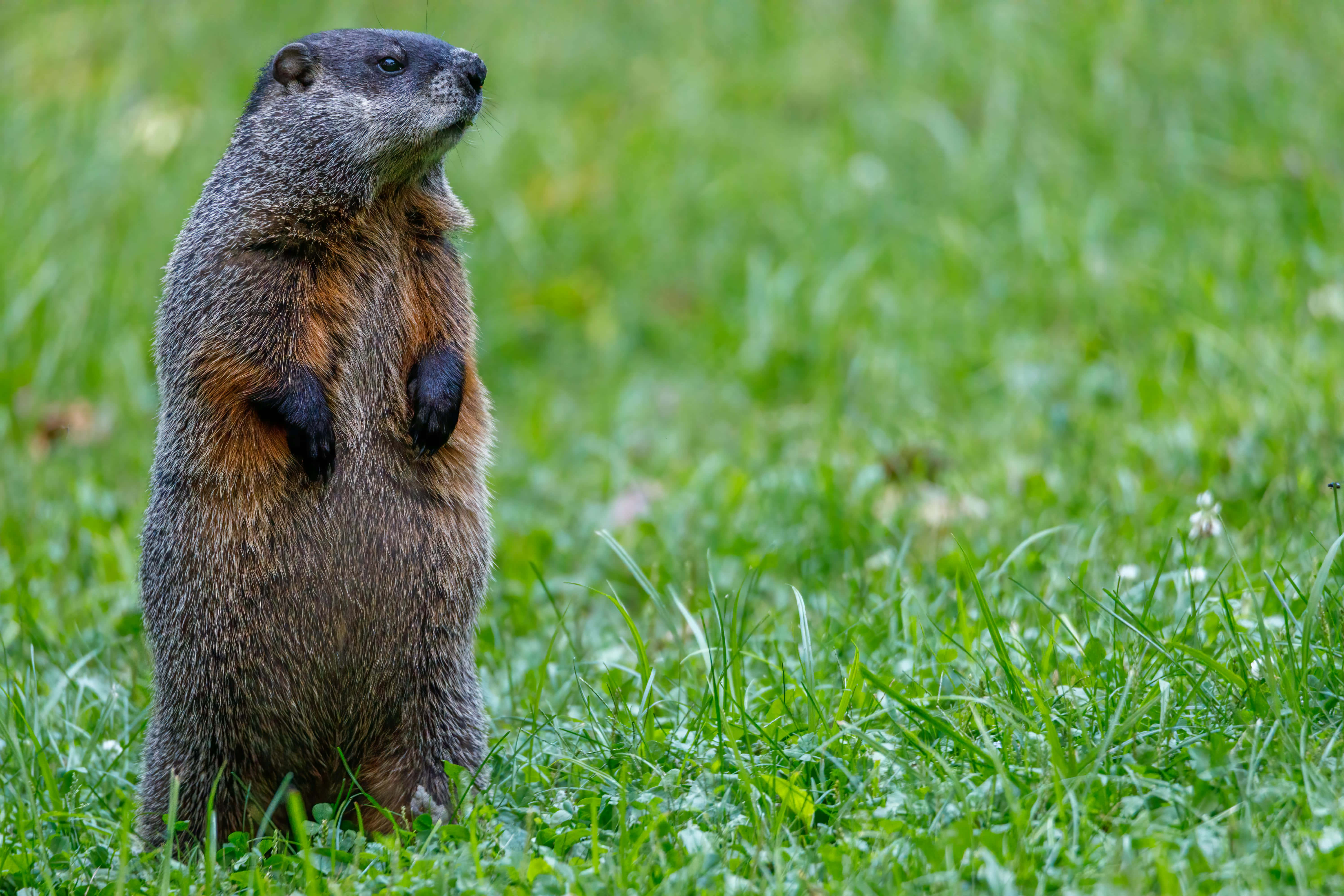 Woodchuck 桌布 壁紙 — 一隻土撥鼠在草地上直立，警覺地觀察四周環境。