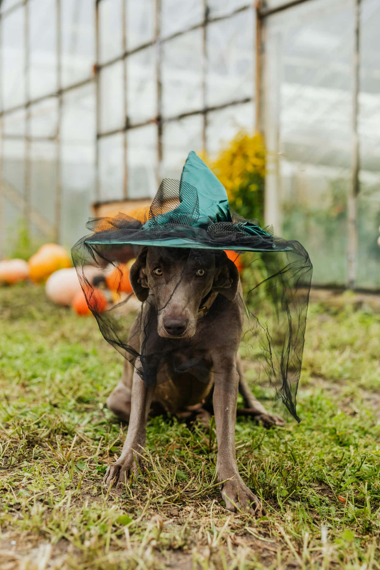  壁紙 — 一隻威瑪獵犬戴著帶有黑色網狀裝飾的藍綠色巫婆帽，坐在有南瓜的溫室前的草地上。