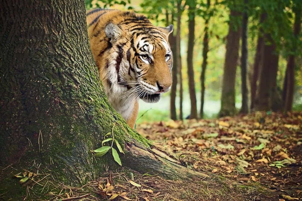  壁紙 — 一隻威猛的老虎在陽光斑駁的秋日森林中，從長滿苔蘚的樹幹後探出頭來。