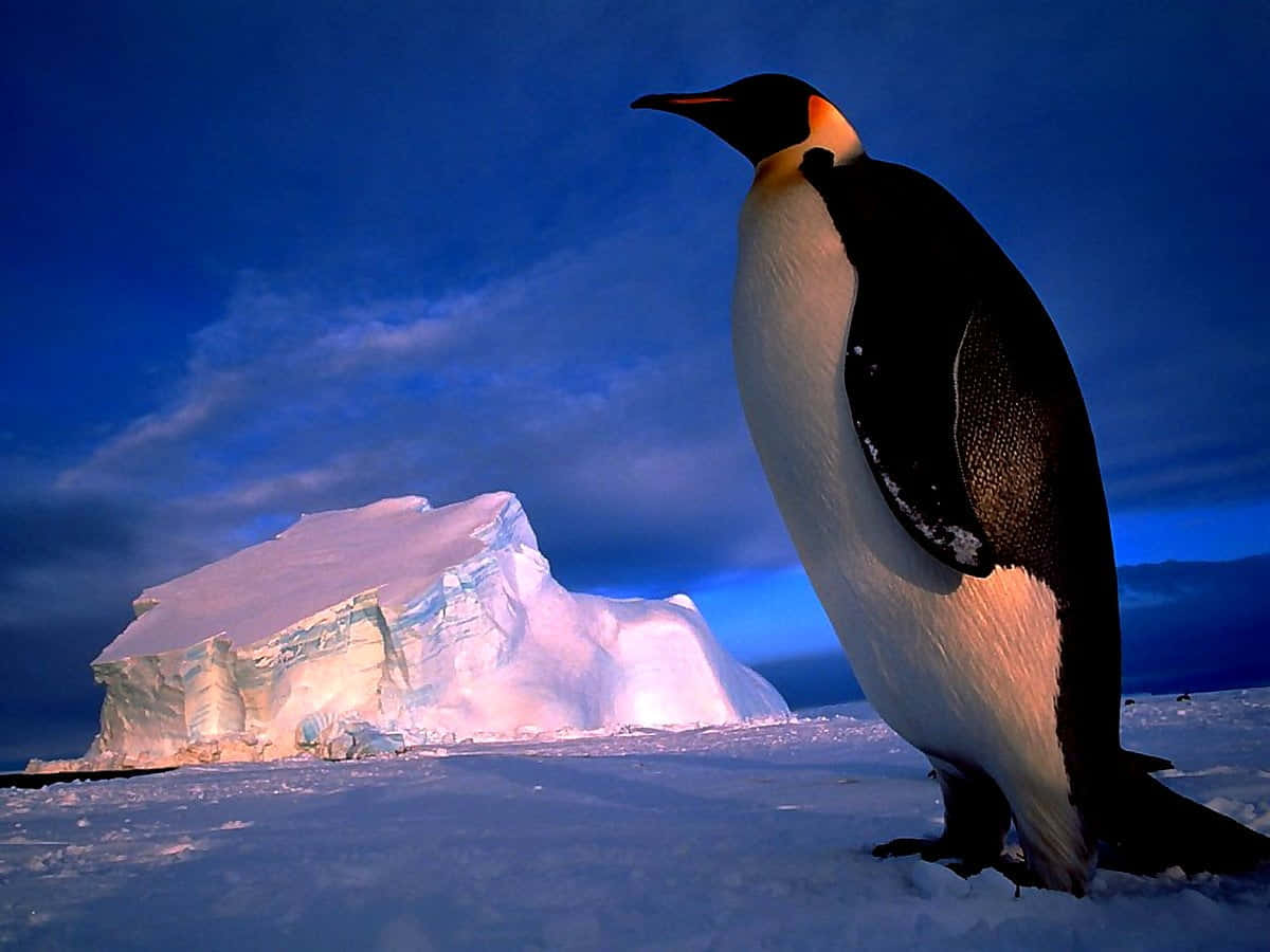  壁紙 — 一隻威嚴的皇帝企鵝高聳立在雪地上，背後是發光的冰山，在深藍色的暮色天空下。