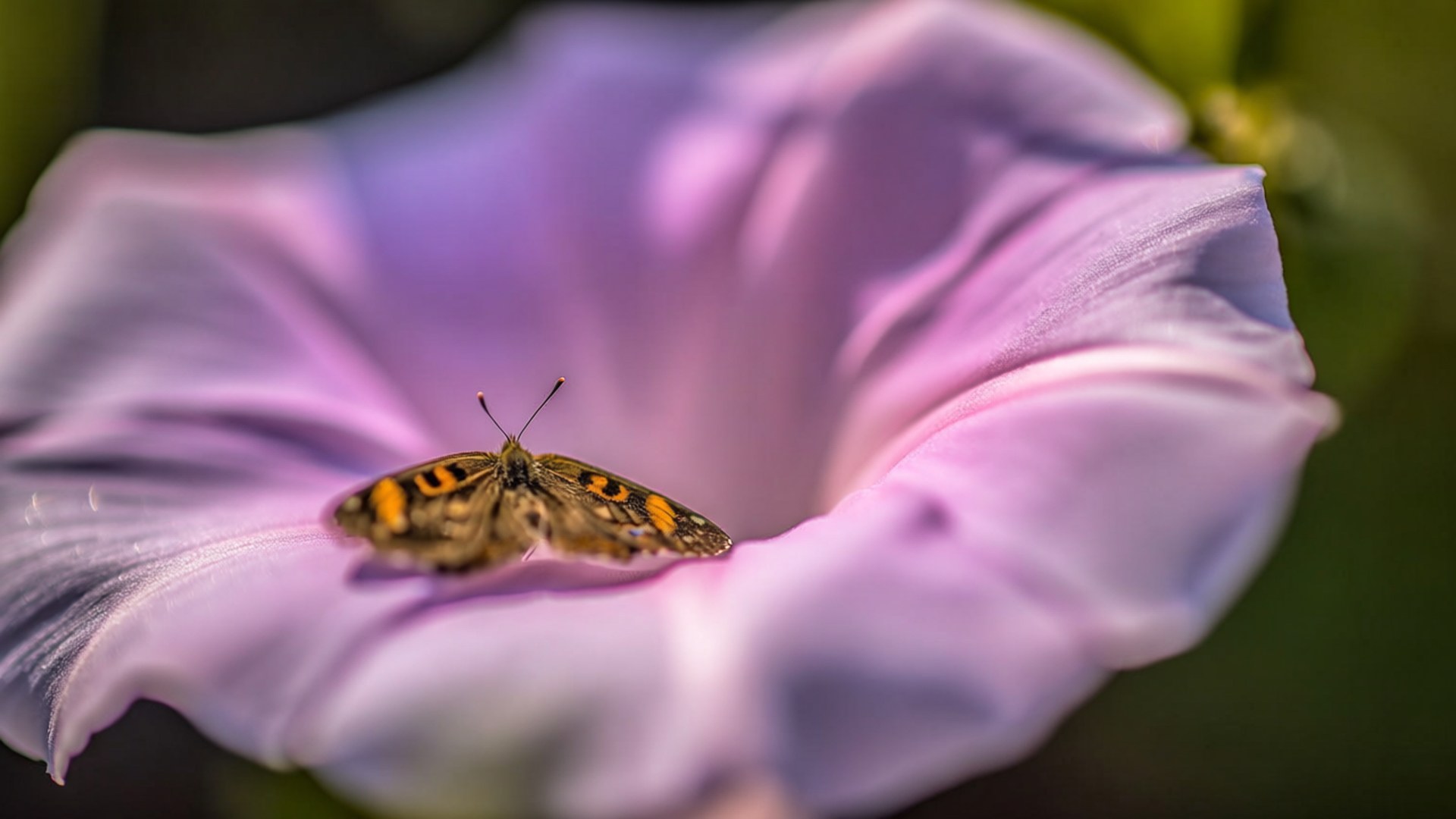 Butterfly Morning Glory 壁紙 — 一隻細小的橙色和黑色蝴蝶輕輕地停在一朵盛開的花朵的柔軟薰衣草花瓣上。