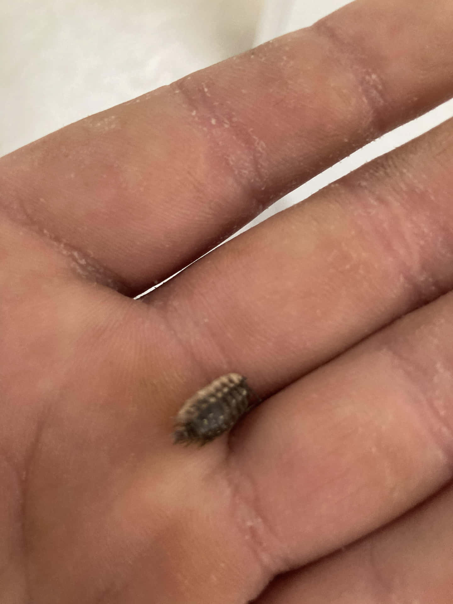  壁紙 — 一隻細小棕色和黑色分節的等足類動物，停歇在顯示皮膚紋理和乾燥斑塊的人類手掌上。