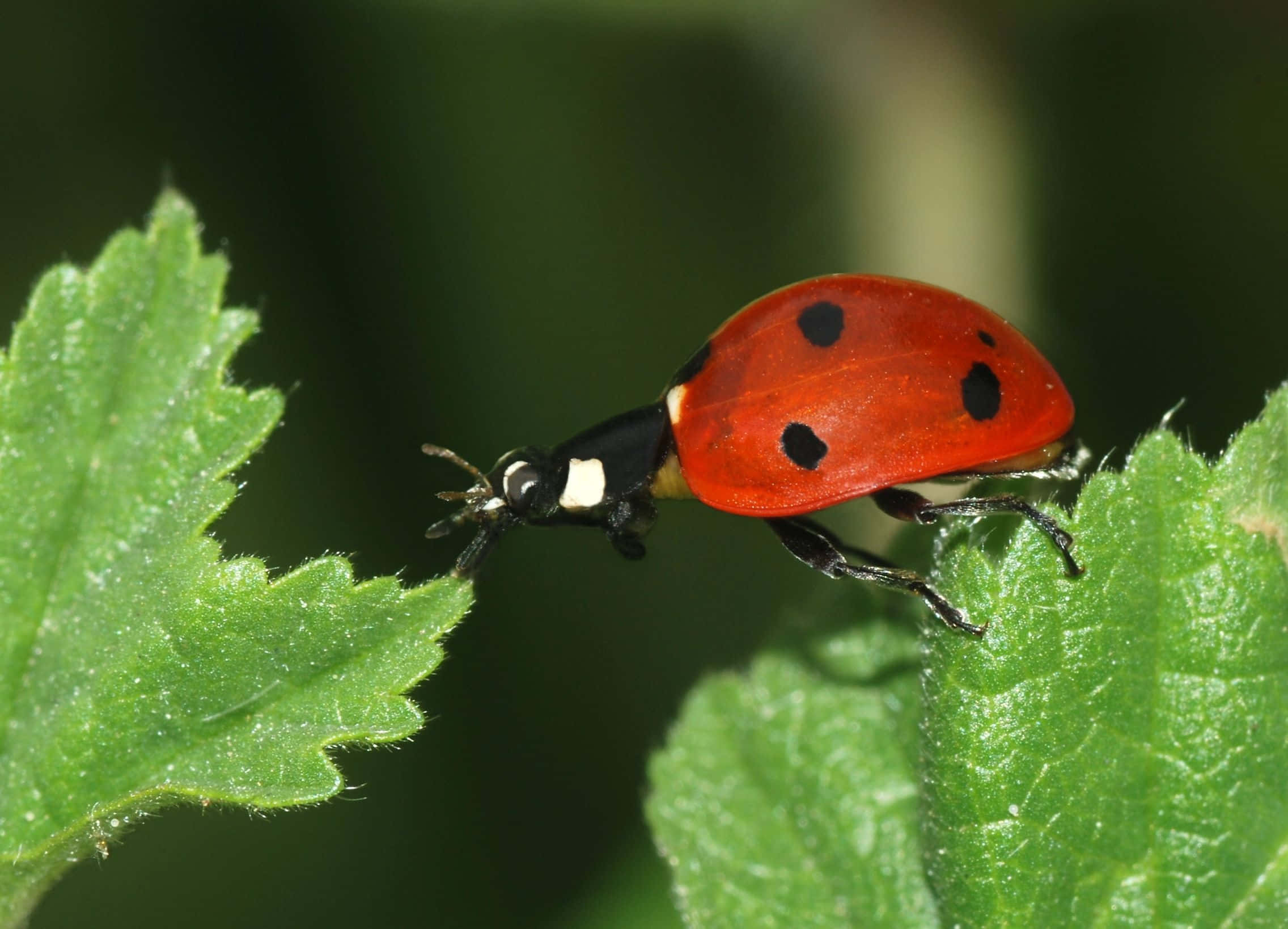 ladybug 桌布 壁紙 — 一隻鮮紅色的瓢蟲帶有黑色斑點，輕輕停在一塊茂盛的綠葉上，觸角在自然日光中伸展。