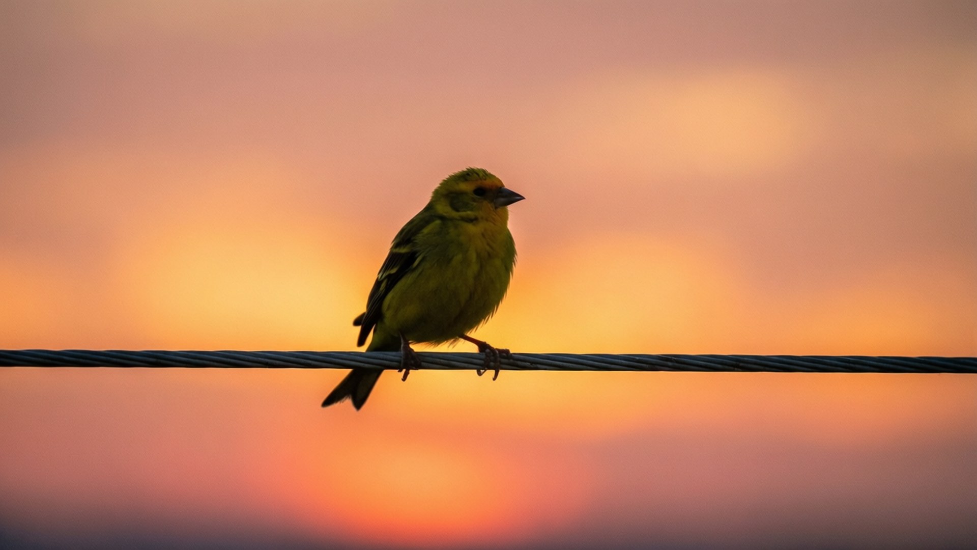 Bird on Wire at Sunset 壁紙 — 一隻鮮黃色的小鳥平靜地棲息在電線上，背景是橙色和粉紅色的柔和漸變日落天空。