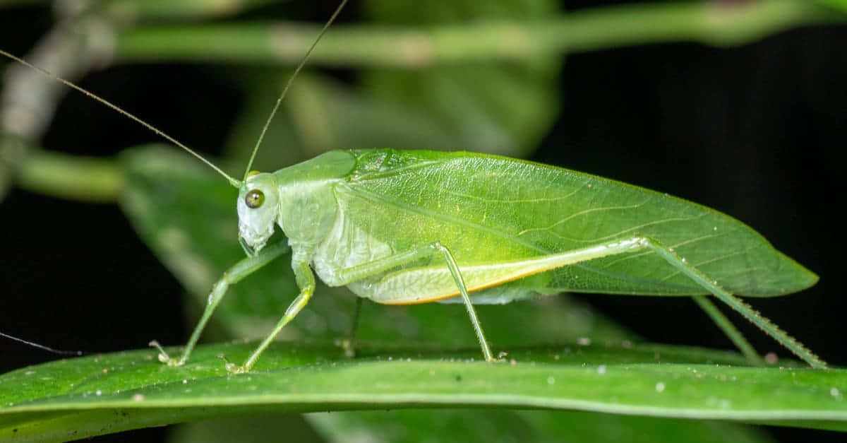  壁紙 — 一隻鮮綠色的葉蟲優雅地停在一塊光亮的葉子上，背景是柔和的散景樹葉。