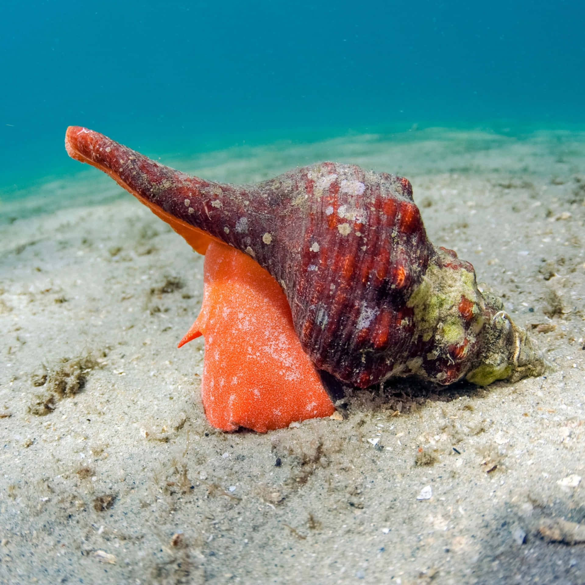  壁紙 — 一隻鮮豔的橙色海蛞蝓在沙質海床上，旁邊有一個紋理豐富的紅色和棕色海螺殼，在清澈的藍色海水下休息。