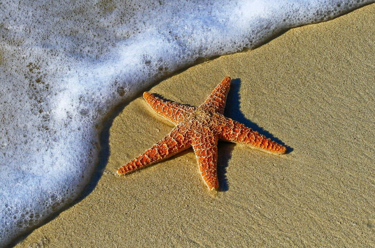  壁紙 — 一隻鮮豔的橙色海星躺在金色的沙灘上，泡沫般的海浪輕輕拍打著它的邊緣。