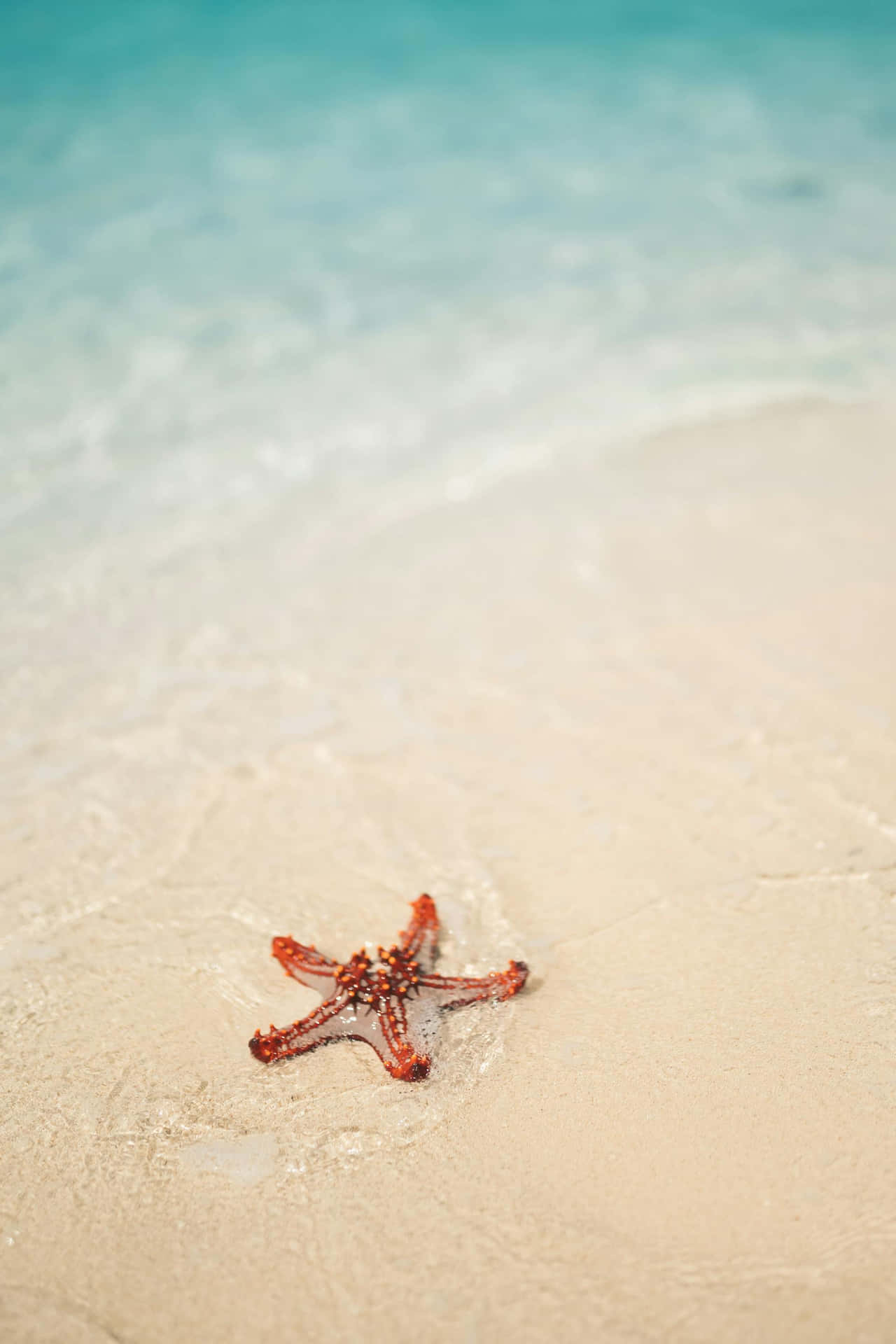  壁紙 — 一隻鮮豔的橙色海星躺在濕潤的米色沙灘上，碧綠的海浪輕輕拍打著海岸。