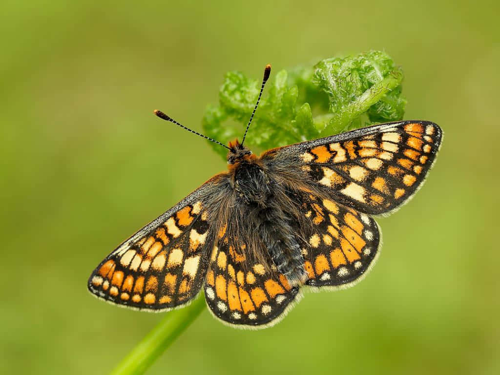  壁紙 — 一隻鮮豔的橙色和黑色蝴蝶，帶有白色斑點，輕輕停在一片毛茸茸的綠色葉子上，背景是柔和模糊的綠色。