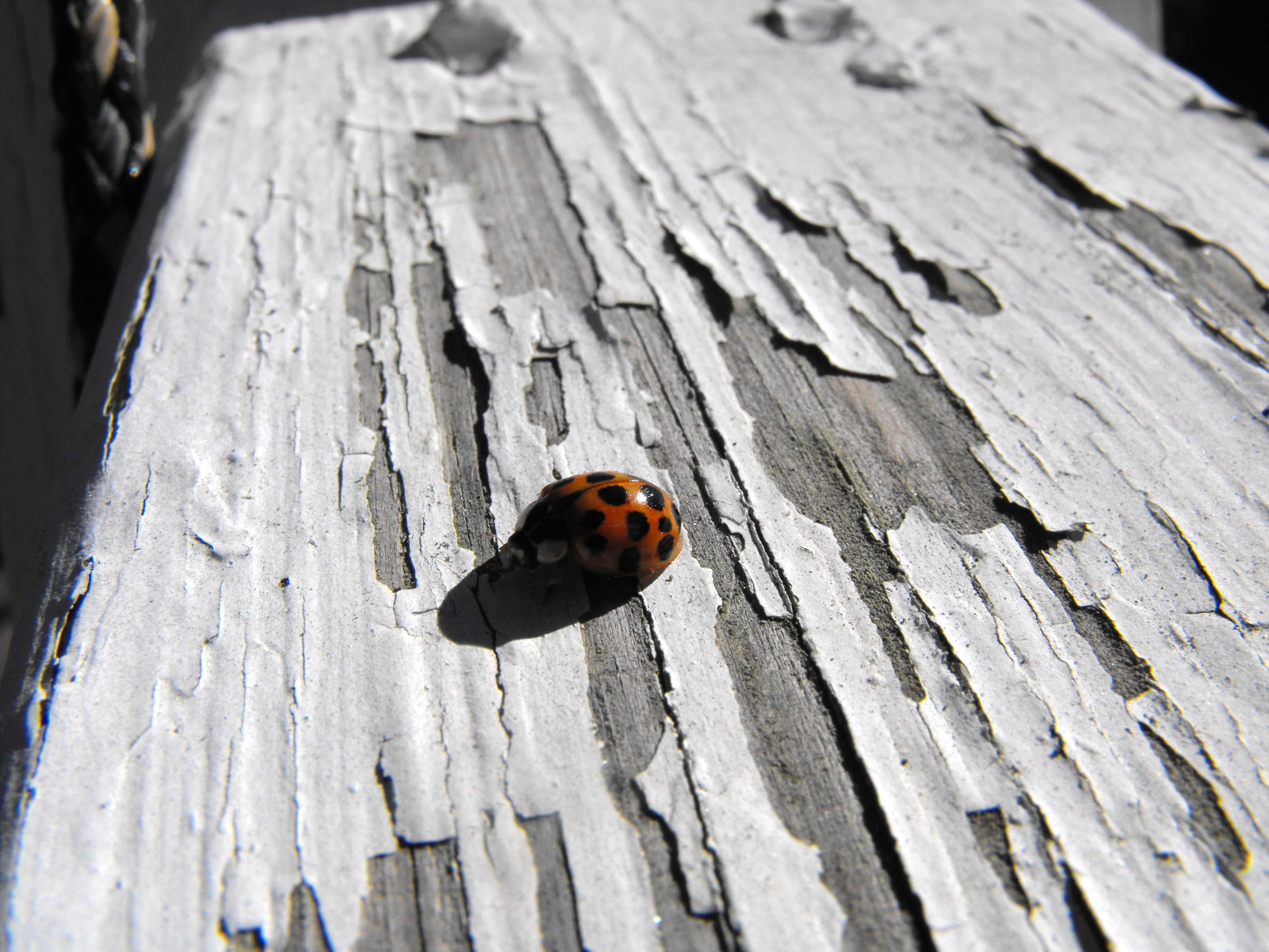 ladybug 桌布 壁紙 — 一隻鮮豔的橙色瓢蟲帶有黑色斑點，在明亮的陽光下爬行於風化的灰色木頭上。