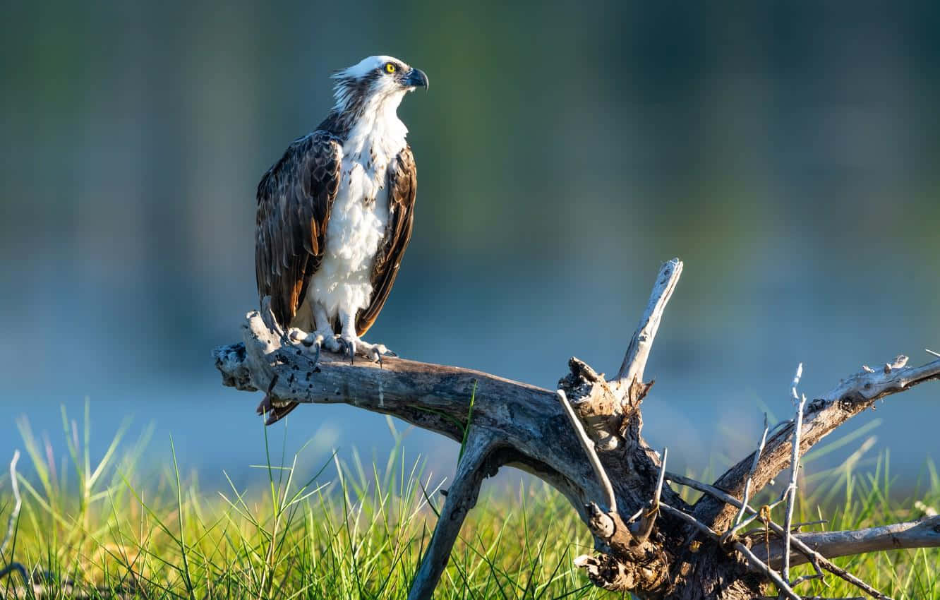 Osprey 桌布 壁紙 — 一隻雄偉的魚鷹警覺地棲息在一根風化的樹枝上，下方是鮮綠的草地，背景是柔和模糊的水面。