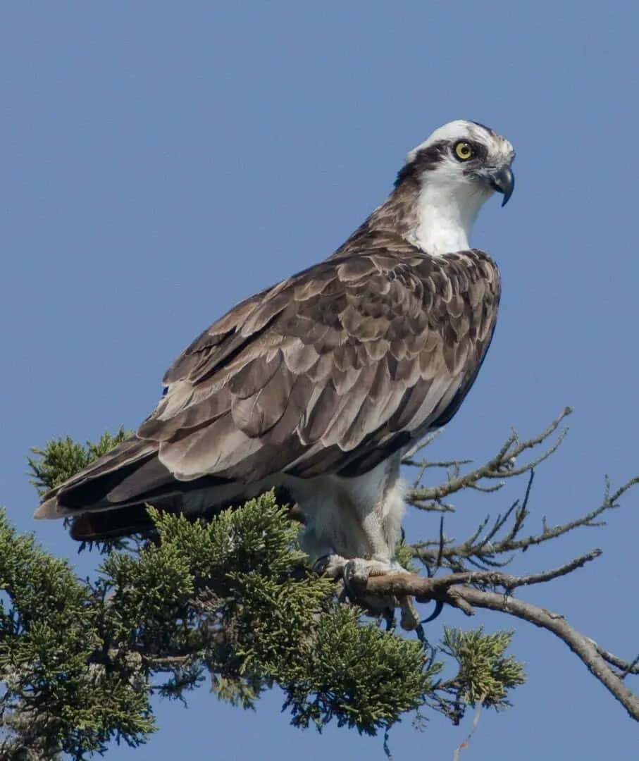 Osprey 桌布 壁紙 — 一隻雄偉的魚鷹警覺地棲息在松樹枝上，背景是清澈的藍天，牠銳利的黃色眼睛和鉤狀喙已準備好行動。