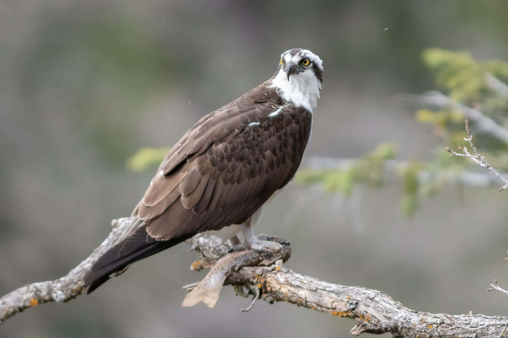 Osprey 桌布 壁紙 — 一隻雄偉的魚鷹棲息在彎曲的樹枝上，爪子抓著一條魚，背景是柔和模糊的森林。