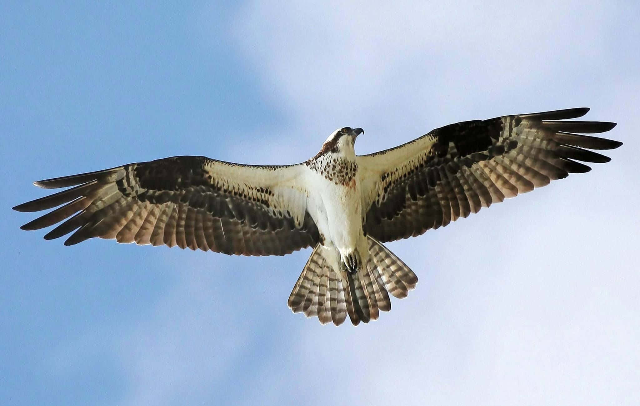 Osprey 桌布 壁紙 — 一隻雄偉的魚鷹在點綴著柔和白雲的清澈藍天下，展開雙翅翱翔。