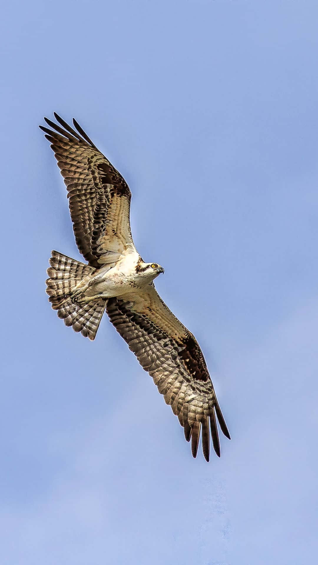 Osprey 桌布 壁紙 — 一隻雄偉的魚鷹在清澈的藍天下展翅翱翔。