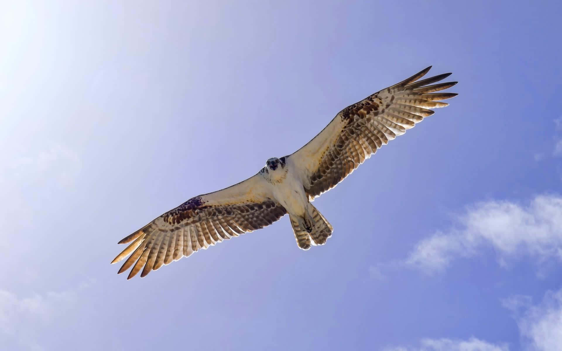 Osprey 桌布 壁紙 — 一隻雄偉的魚鷹展開寬闊的翅膀，在點綴著柔和白雲的清澈藍天中翱翔。