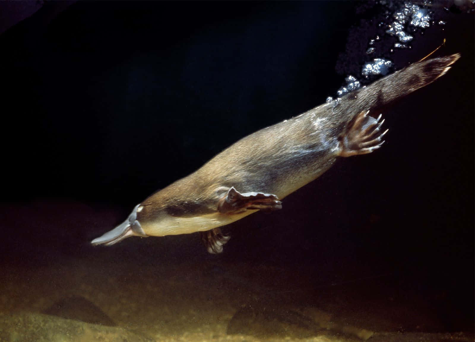 Platypus 桌布 壁紙 — 一隻鴨嘴獸優雅地在黑暗的水中滑行，氣泡尾隨其尾巴，柔和的光線突顯其皮毛和蹼足。