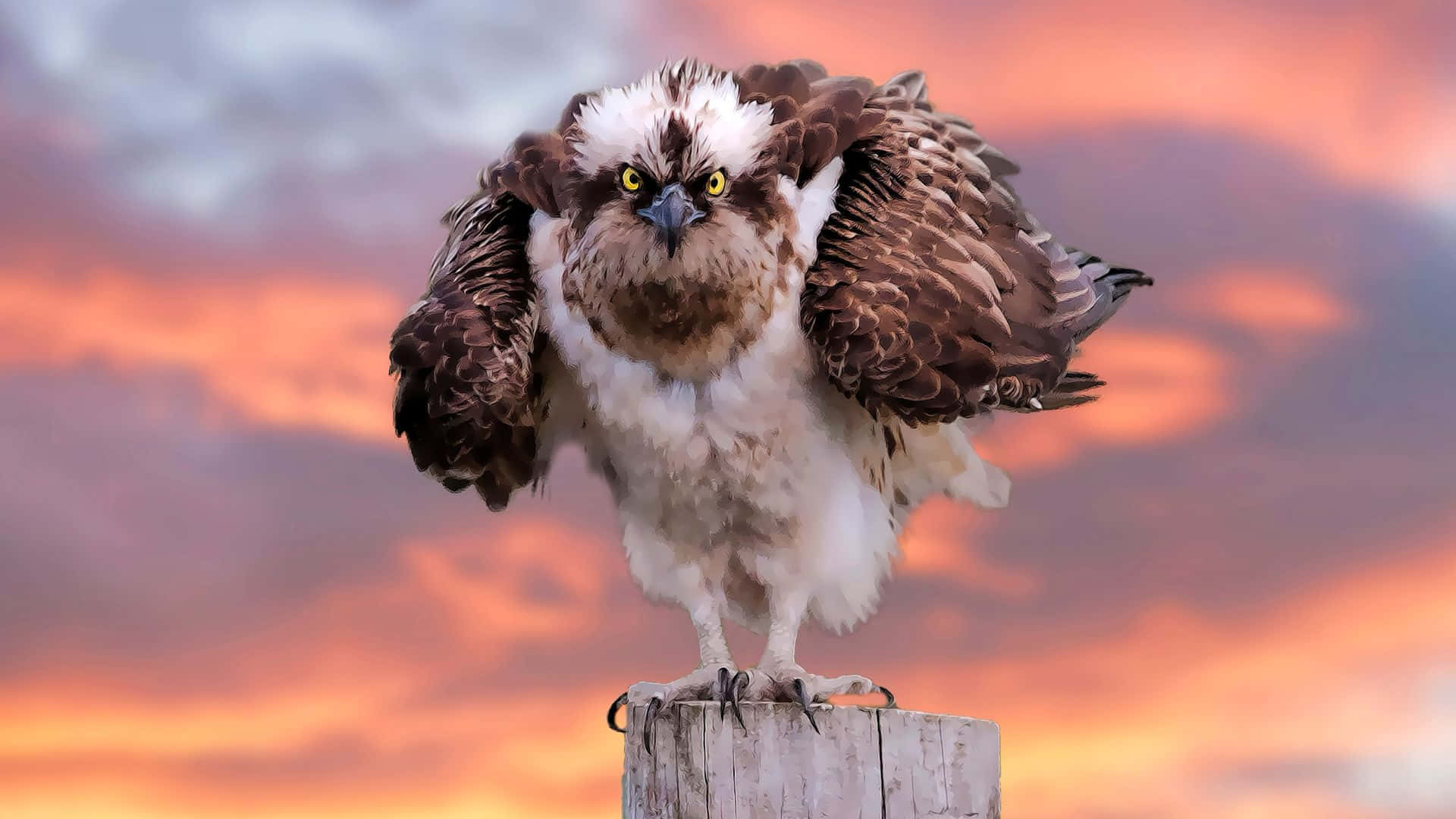 Osprey 桌布 壁紙 — 一隻眼神兇猛、擁有黃色眼睛和棕白色羽毛的魚鷹，棲息在一個飽經風霜的木柱上，背景是熾熱的日落天空。