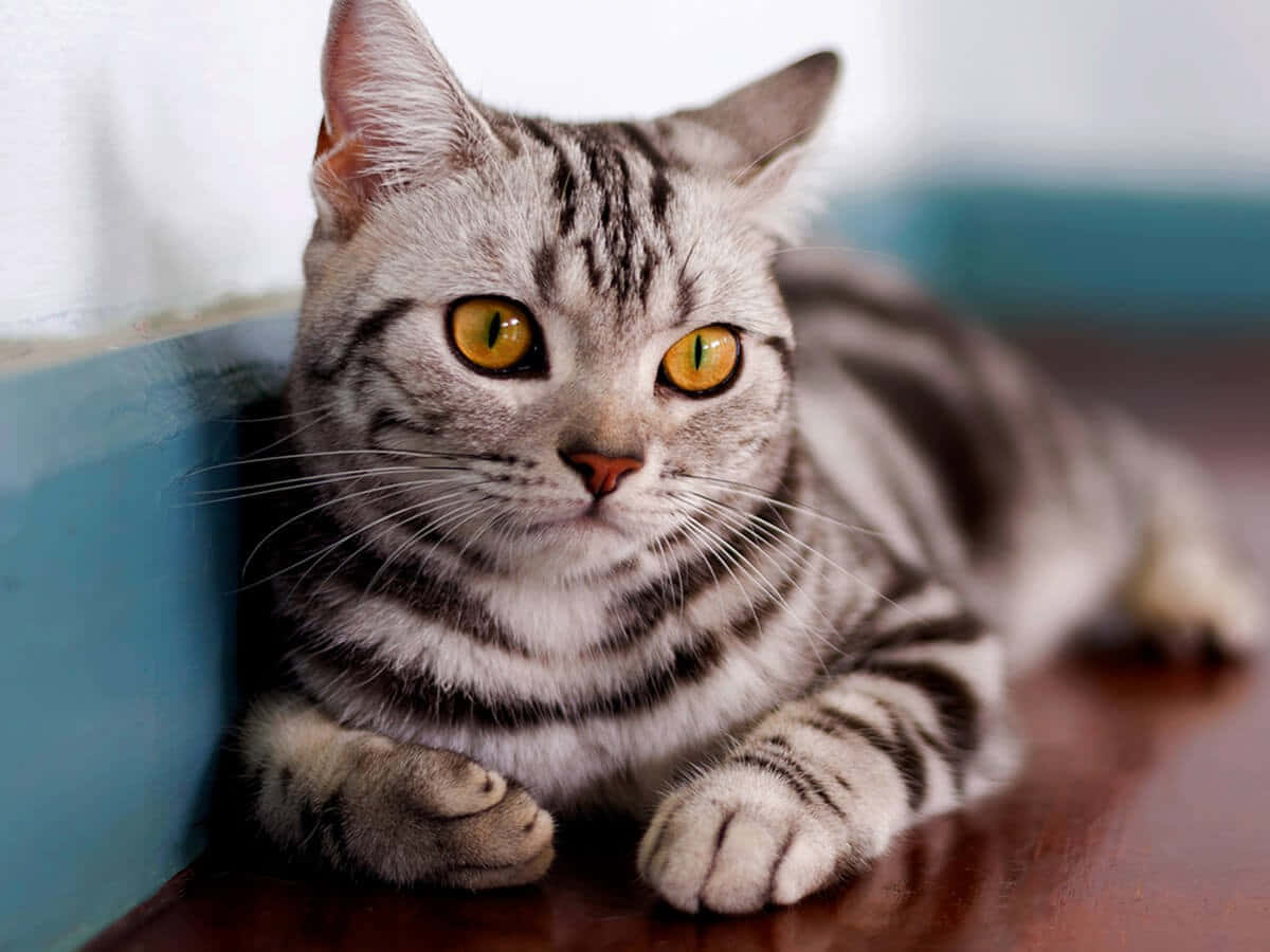 American Shorthair 桌布 壁紙 — 一隻銀色虎斑貓，擁有引人注目的琥珀色眼睛，警覺地躺在藍色牆壁附近的木地板上。