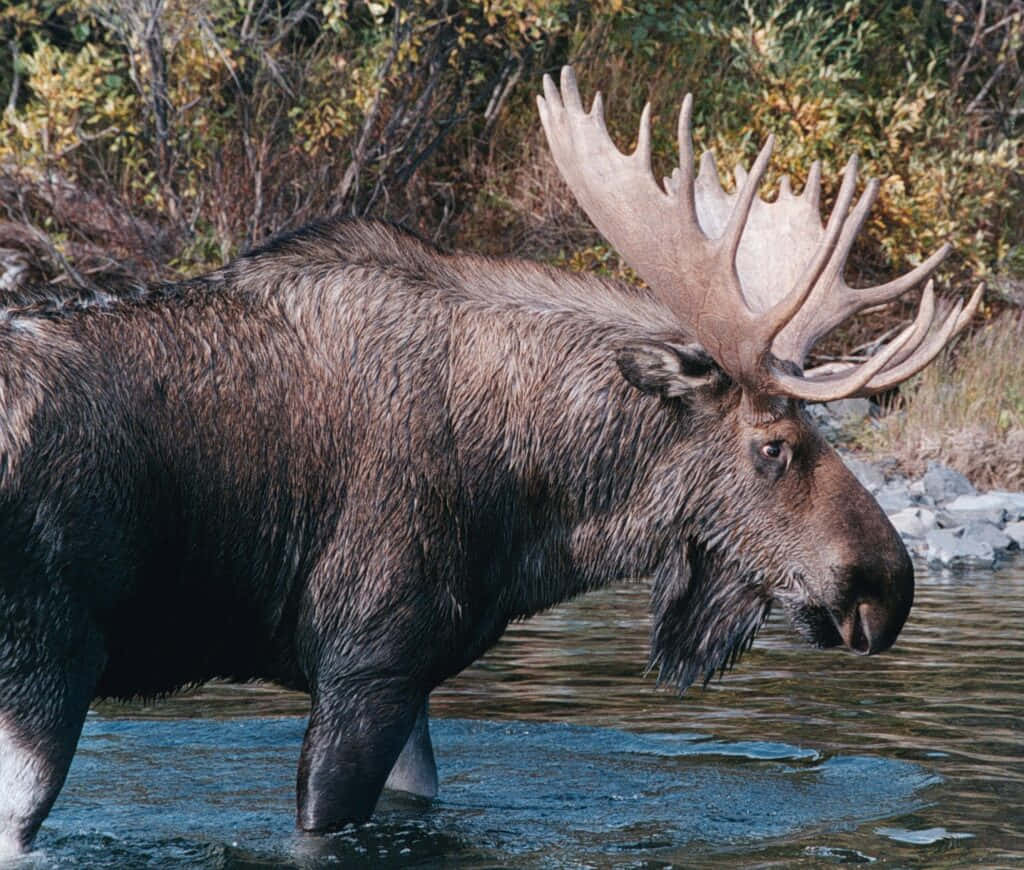 moose 桌布 壁紙 — 一隻擁有巨大鹿角的雄偉駝鹿站在被秋葉環繞的淺水中。
