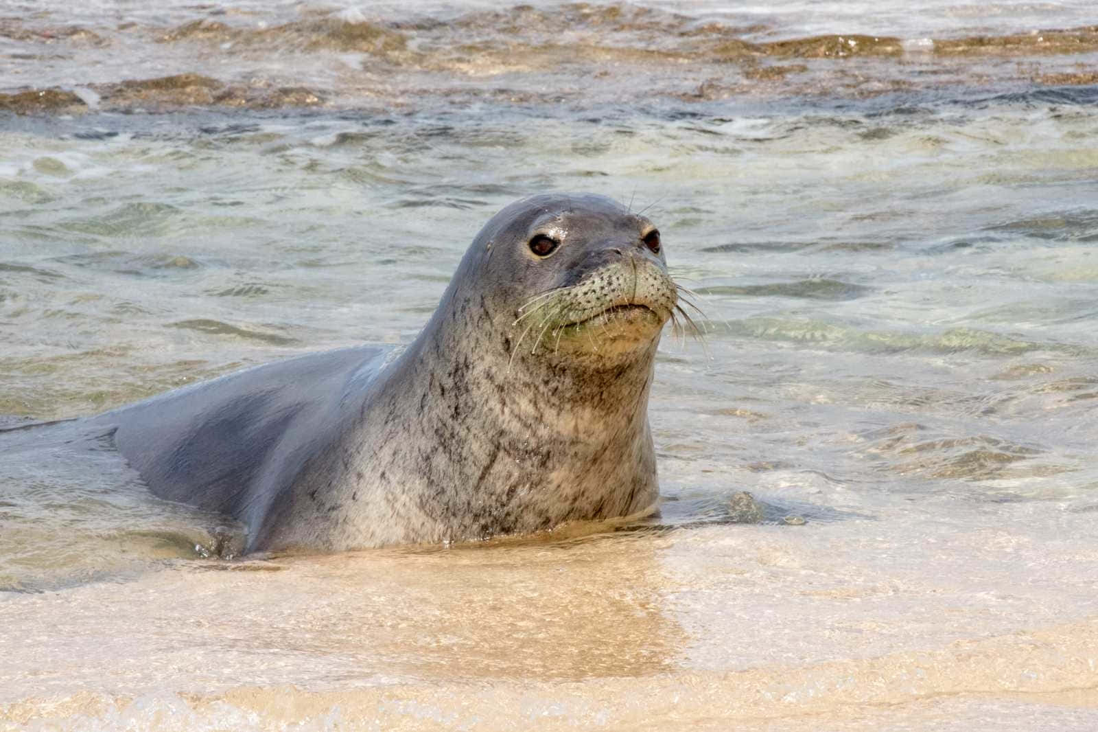  壁紙 — 一隻有鬍鬚的灰海豹在沙灘附近的淺海水中休息。