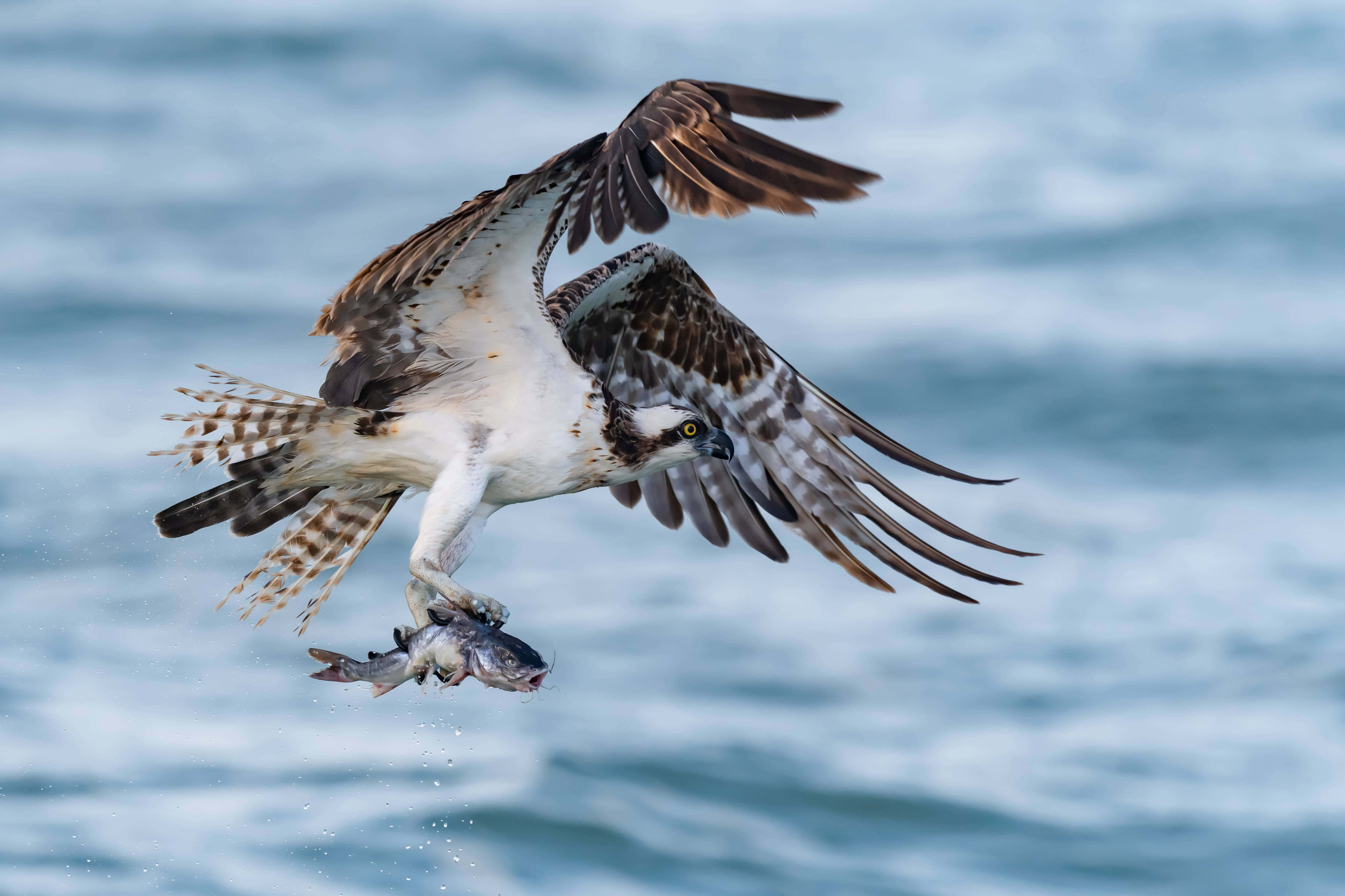 Osprey 桌布 壁紙 — 一隻魚鷹在波濤洶湧的藍色水面上翱翔，爪中抓著一條魚。