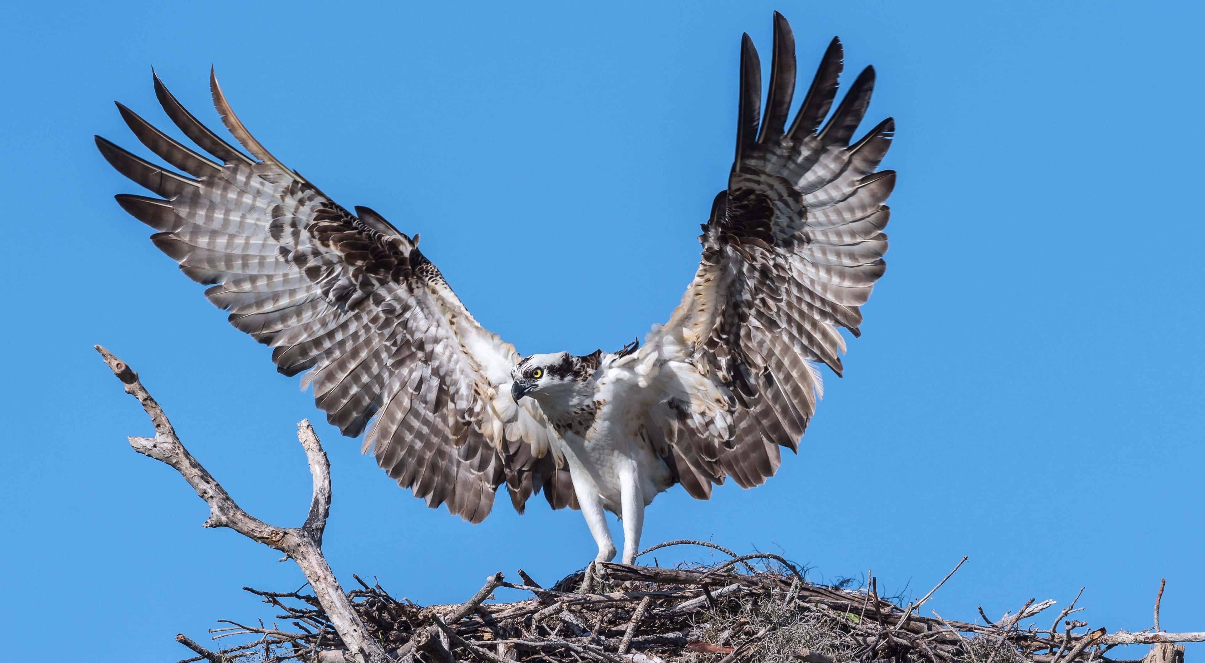Osprey 桌布 壁紙 — 一隻魚鷹在巢上展開雙翅，背景是清澈的藍天。