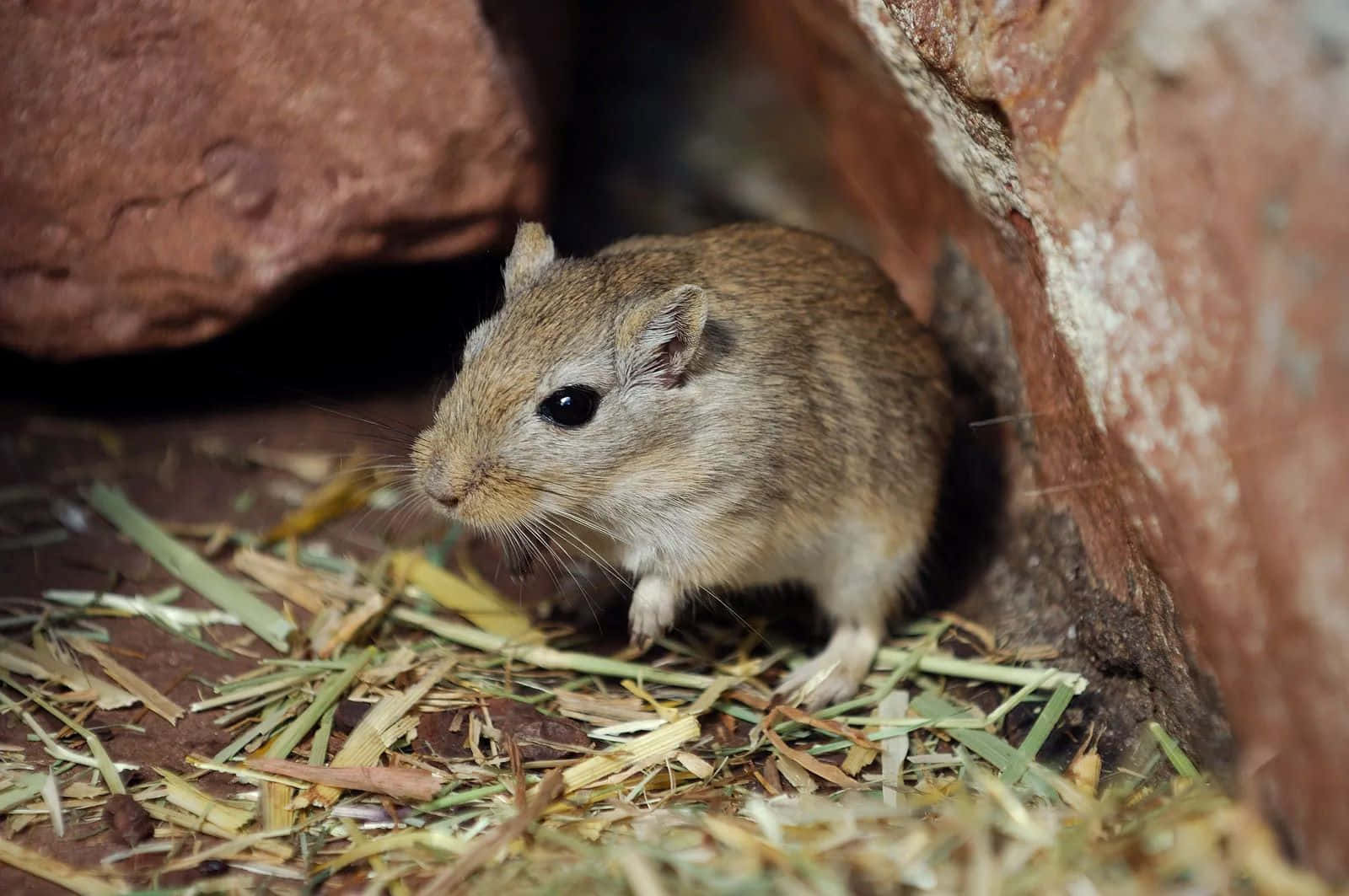 Gerbil 桌布 壁紙 — 一隻長著長鬍鬚的小棕色沙鼠從被乾草包圍的微紅色岩石之間探出頭來。