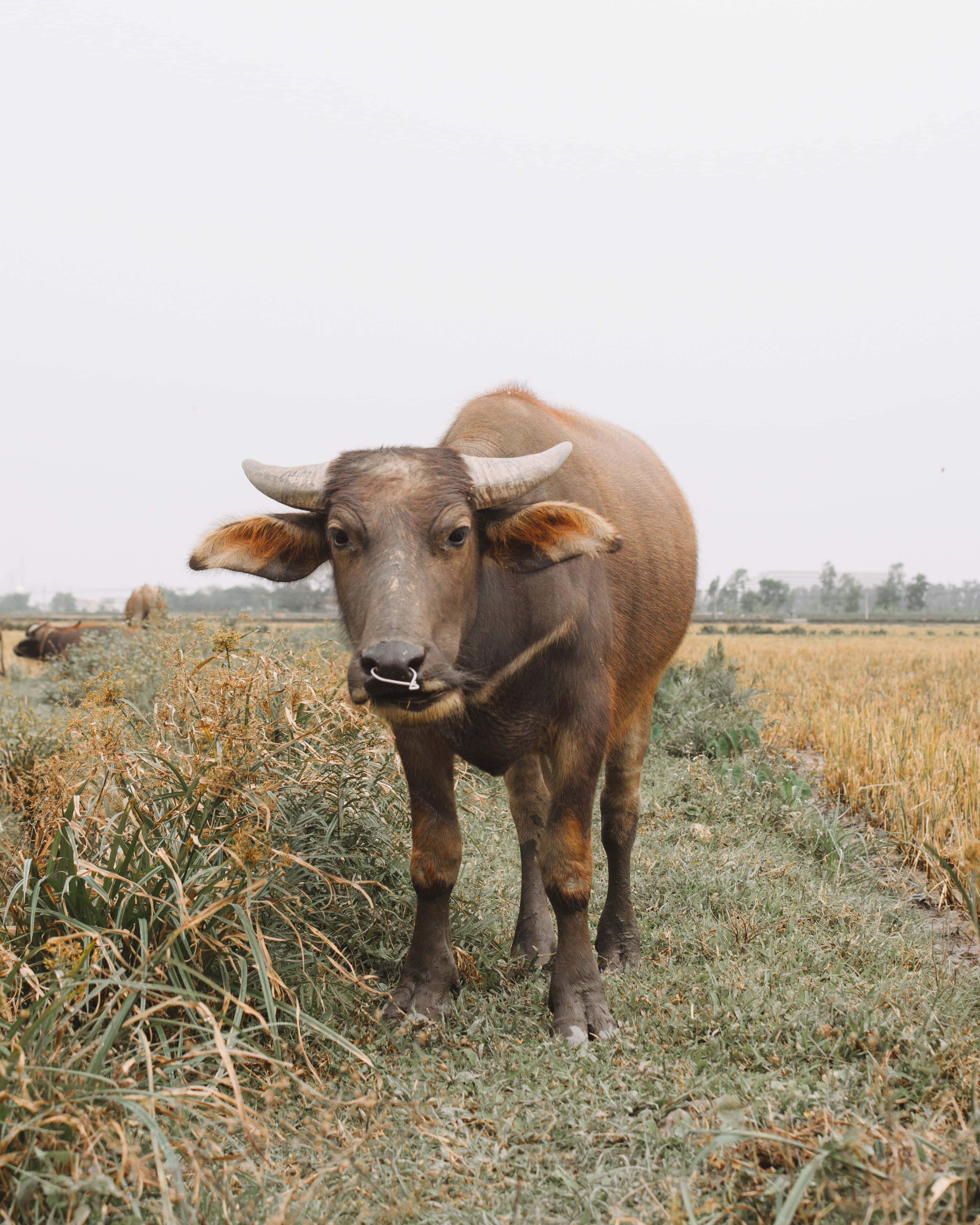 Water Buffalo 桌布 壁紙 — 一隻棕色水牛長有彎曲的角，站在乾草田野中，天空多雲。